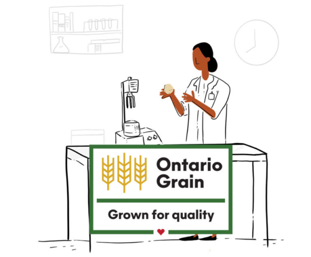 Illustration of a woman researcher testing a ball of dough with the words Ontario Grain Grown for quality appearing over it